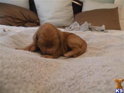 Goldendoodles Puppies for Sale