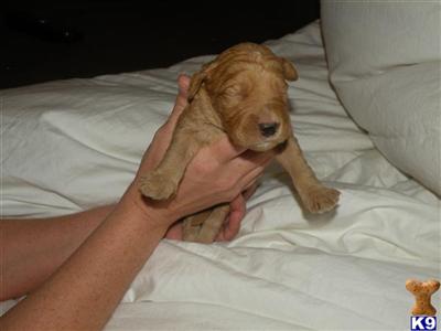 Goldendoodles Puppies for Sale