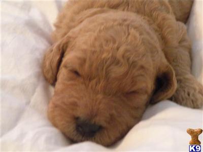 Puppies in GA