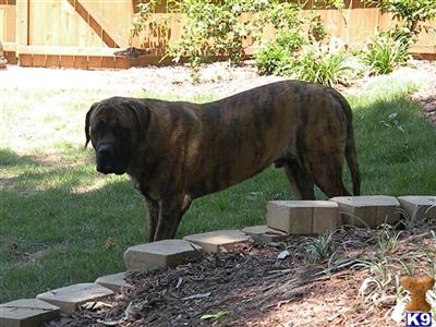 Stud Dogs - Mastiff