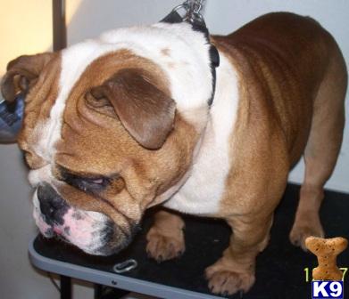Dogs for Sale in IA