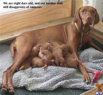Vizsla Puppies for Sale