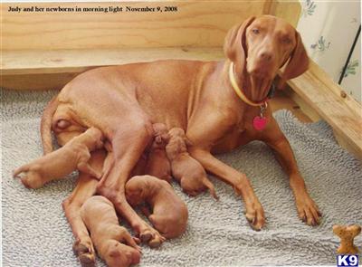 Vizsla Puppies for Sale