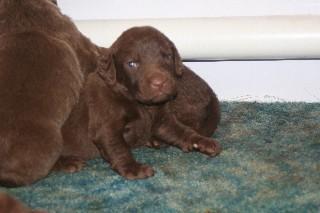 Chesapeake Bay Retriever Puppies for Sale