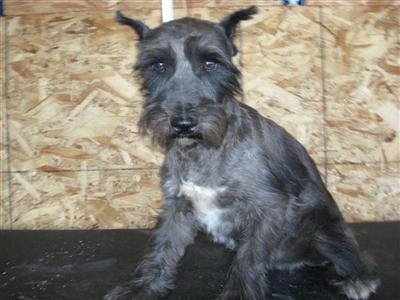 Dogs for Sale in NE