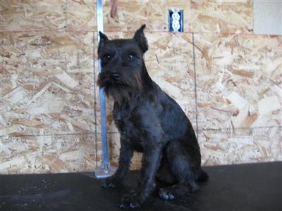 Dogs for Sale in NE