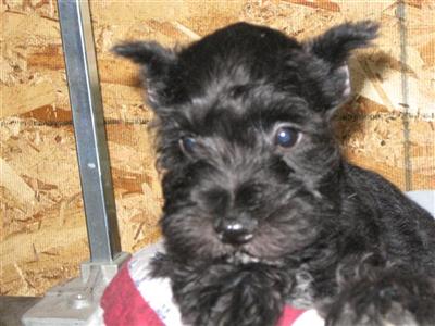Miniature Schnauzer Puppies for Sale