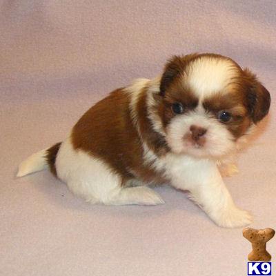 Imperial+shih+tzu+puppies+for+sale+in+missouri