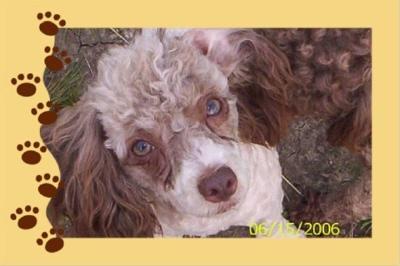 Dogs for Sale in OH