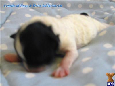 Poodle Puppies for Sale