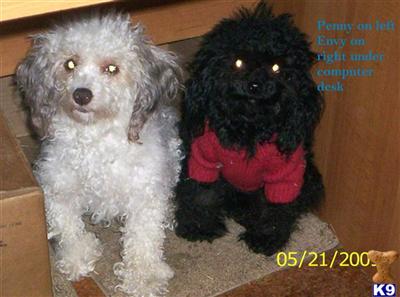 Dogs for Sale in OH