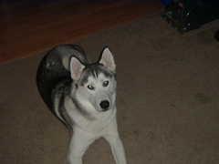 Stud Dogs - Siberian Husky
