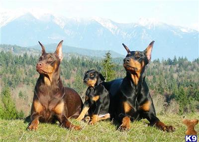 Stud Dogs - Doberman Pinscher