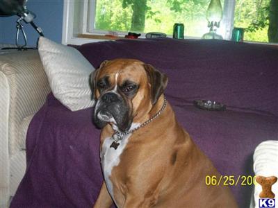 Stud Dog