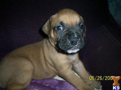 Puppies in MI