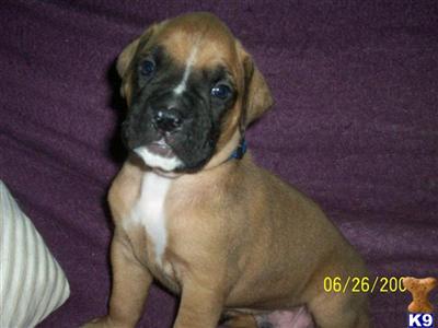 Puppies in MI