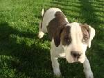 Bulldog Puppies for Sale
