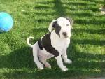 Bulldog Puppies for Sale