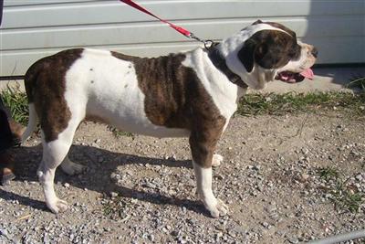 Bulldog Puppies for Sale
