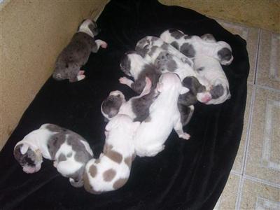 Bulldog Puppies for Sale