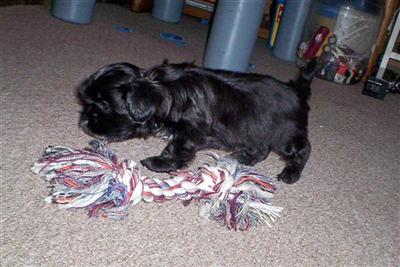 Shih Tzu Puppies for Sale