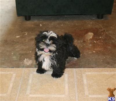 Puppies in TX
