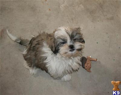 Puppies in TX