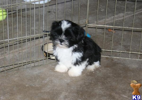 Shih+tzu+puppies+for+adoption+in+texas