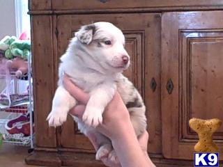 Border Collie Puppies for Sale