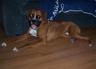 Stud Dogs in MA