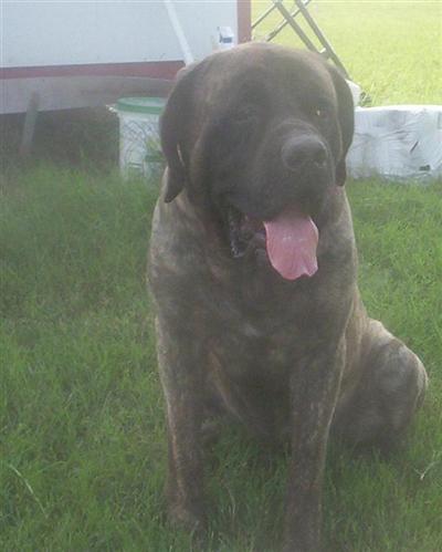 Dogs - Mastiff
