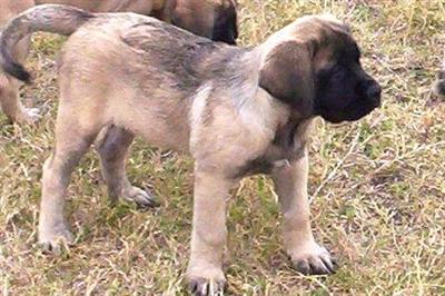 Mastiff Puppies for Sale