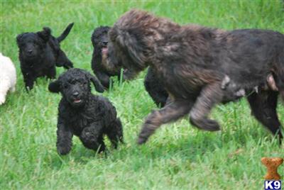 Labradoodle Puppies for Sale
