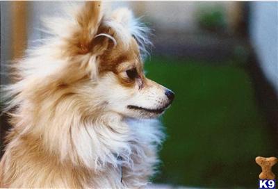 Stud Dogs - Pomeranian