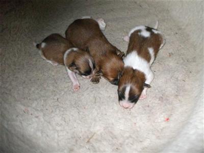 Puppies in NJ
