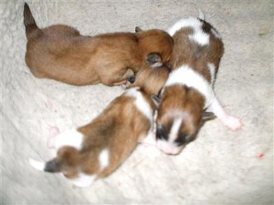 Puppies in NJ