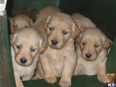Puppies in NJ