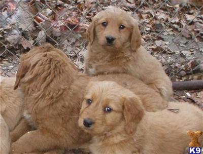Puppies in NJ