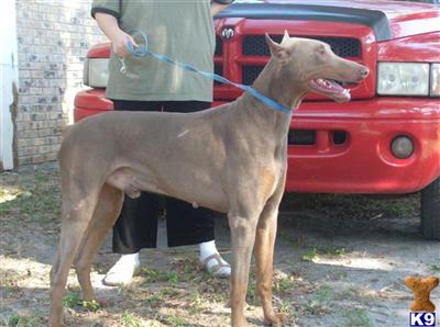 Stud Dogs in SC