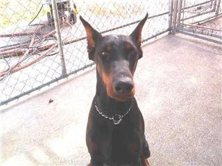 Stud Dogs - Doberman Pinscher