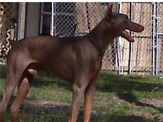 Stud Dogs - Doberman Pinscher