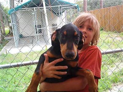 Doberman Pinscher Puppies for Sale