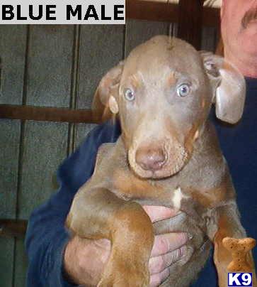Doberman Pinscher Puppies for Sale