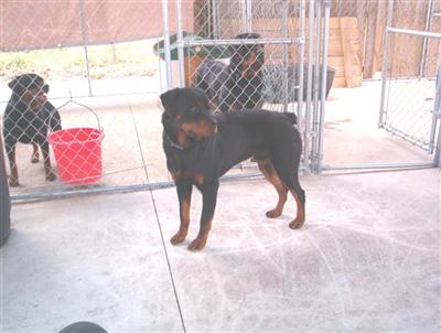 Stud Dogs - Rottweiler
