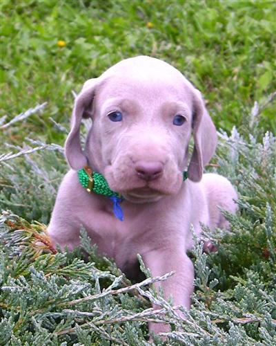 Puppies in EXCELSIOR SPRINGS