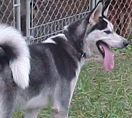 Dogs for Sale in MO