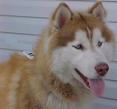 Dogs for Sale in MO