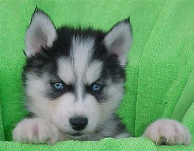 Siberian Husky Puppies for Sale