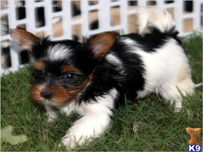 Biewer Terrier Puppies for Sale