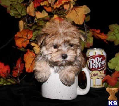 Maltipoo Puppies for Sale
